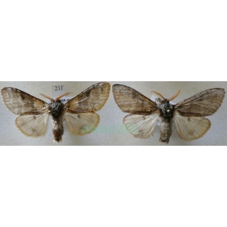 Calliteara pudibunda (Linnaeus, 1758) 2xmale Szczotecznica szarawka Czech21f